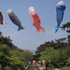 青空と鯉のぼり