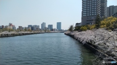 大川の桜