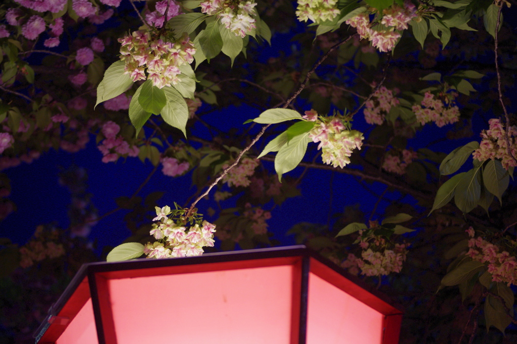 緑桜