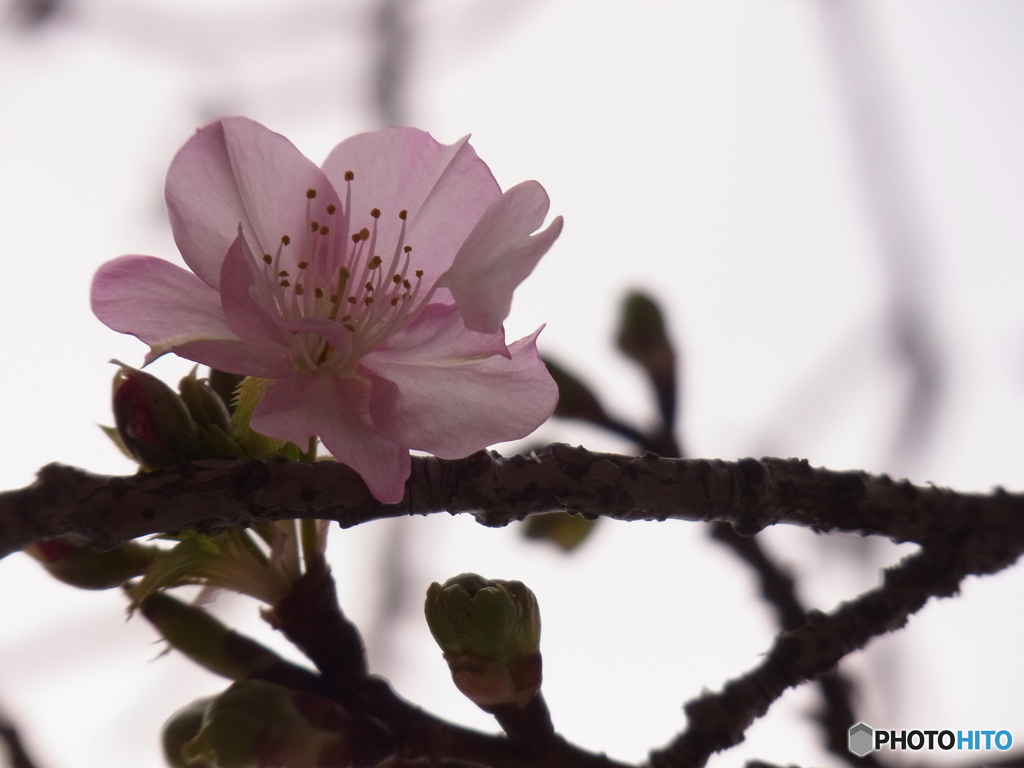 咲き始めた河津桜