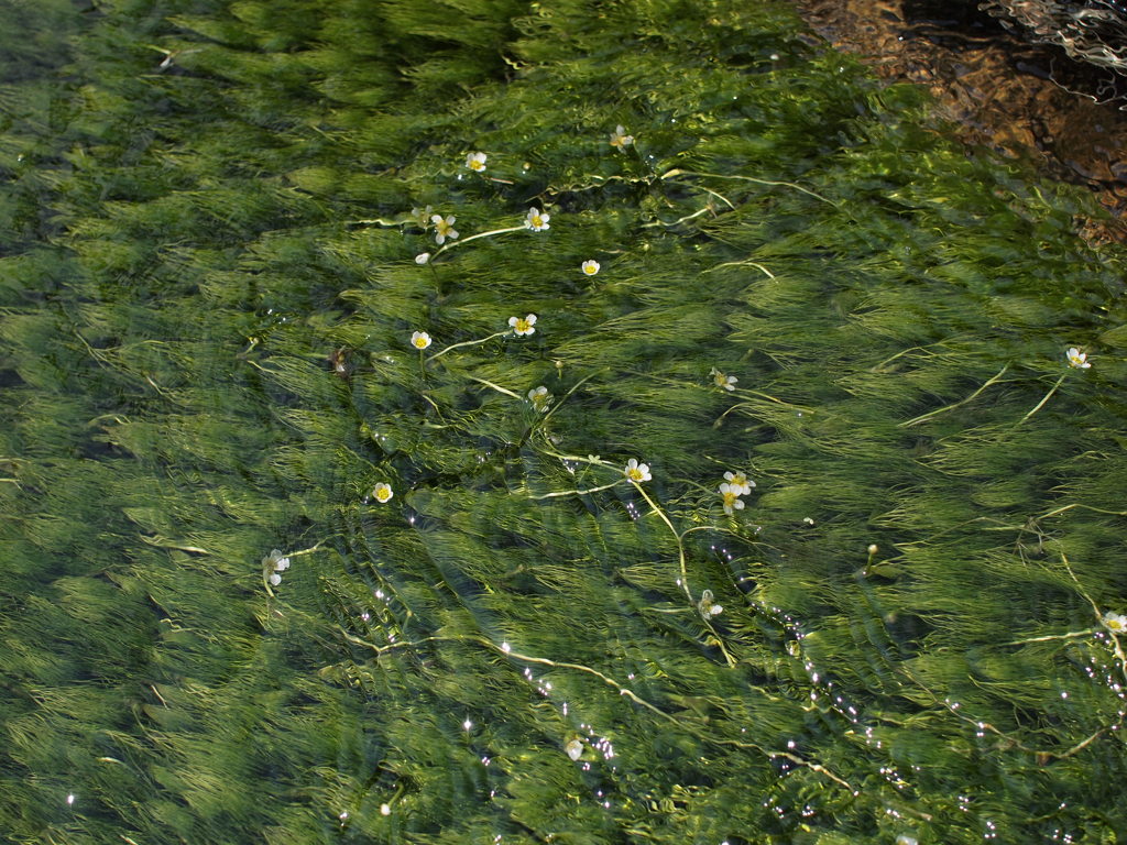 神河町の梅花藻
