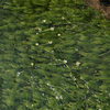 神河町の梅花藻