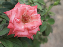 重なる花びらのばら