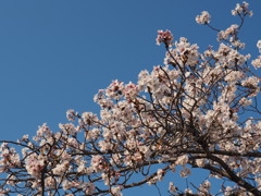 桜と青空