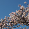 桜と青空