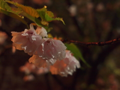 雨宿桜