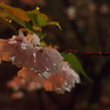 雨宿桜