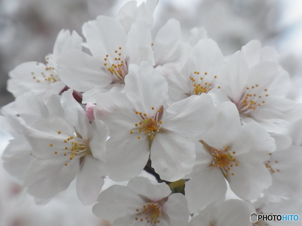 咲き誇る遅咲き桜