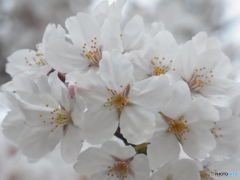 咲き誇る遅咲き桜