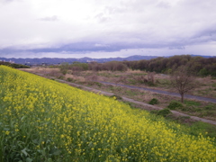 菜の花の河川敷