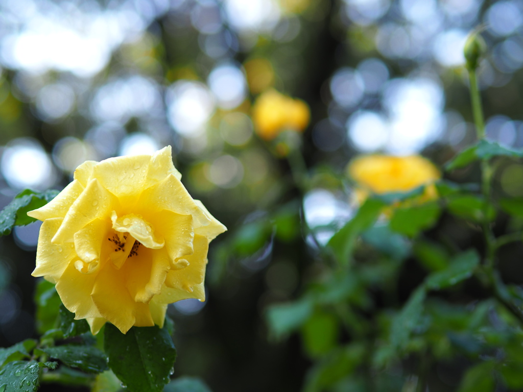 黄色いバラと玉ぼけ By Sou07 そう Id 写真共有サイト Photohito