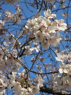 青空と桜