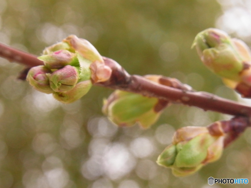 河津桜のつぼみ
