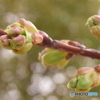 河津桜のつぼみ