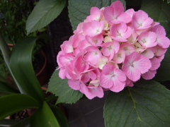 a pink hydrangea