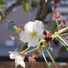 見納めか　ソメイヨシノ