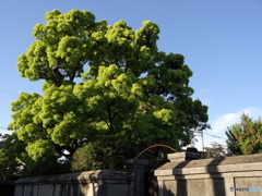 青空と楠