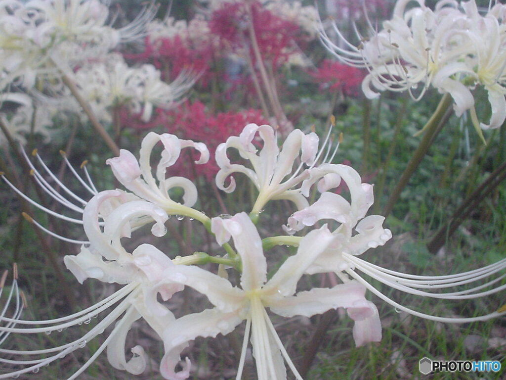 白花曼珠沙華