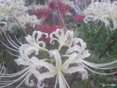 白花曼珠沙華