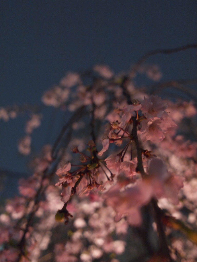 枝垂れ桜