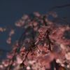 枝垂れ桜