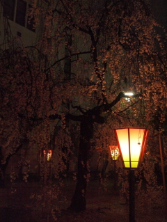 雨の夜の枝垂れ桜