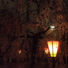 雨の夜の枝垂れ桜