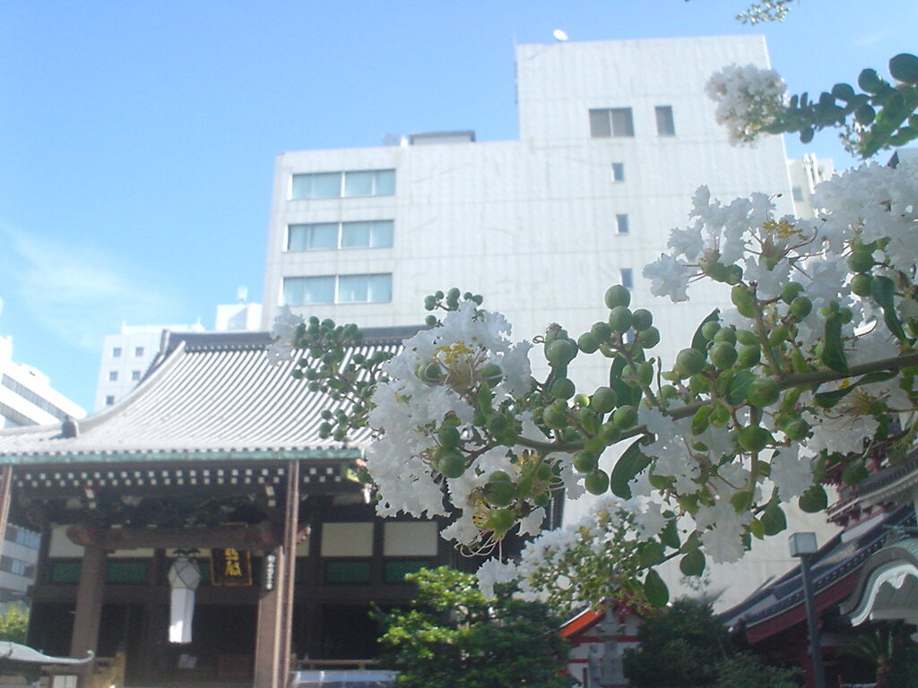 白い百日紅と寺院