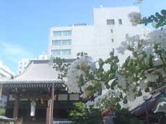 白い百日紅と寺院
