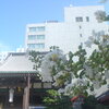 白い百日紅と寺院