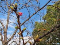 河津桜の蕾
