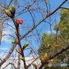河津桜の蕾
