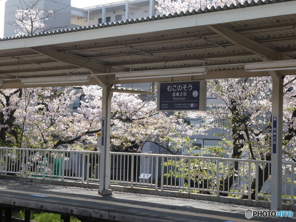 むこのそうの桜