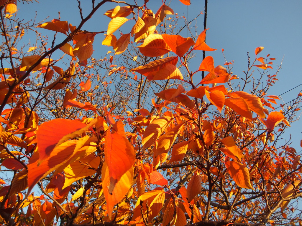 桜紅葉