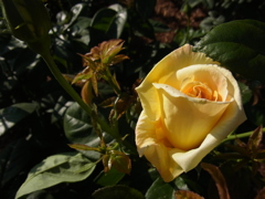 yellow rose
