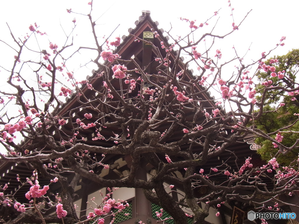 梅と太融寺