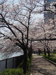 桜のトンネル