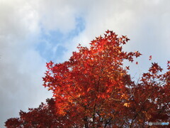 輝く紅葉