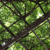 Green Roof