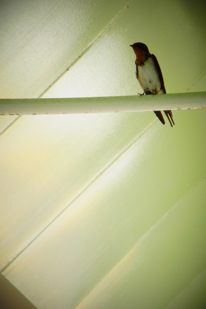swallow