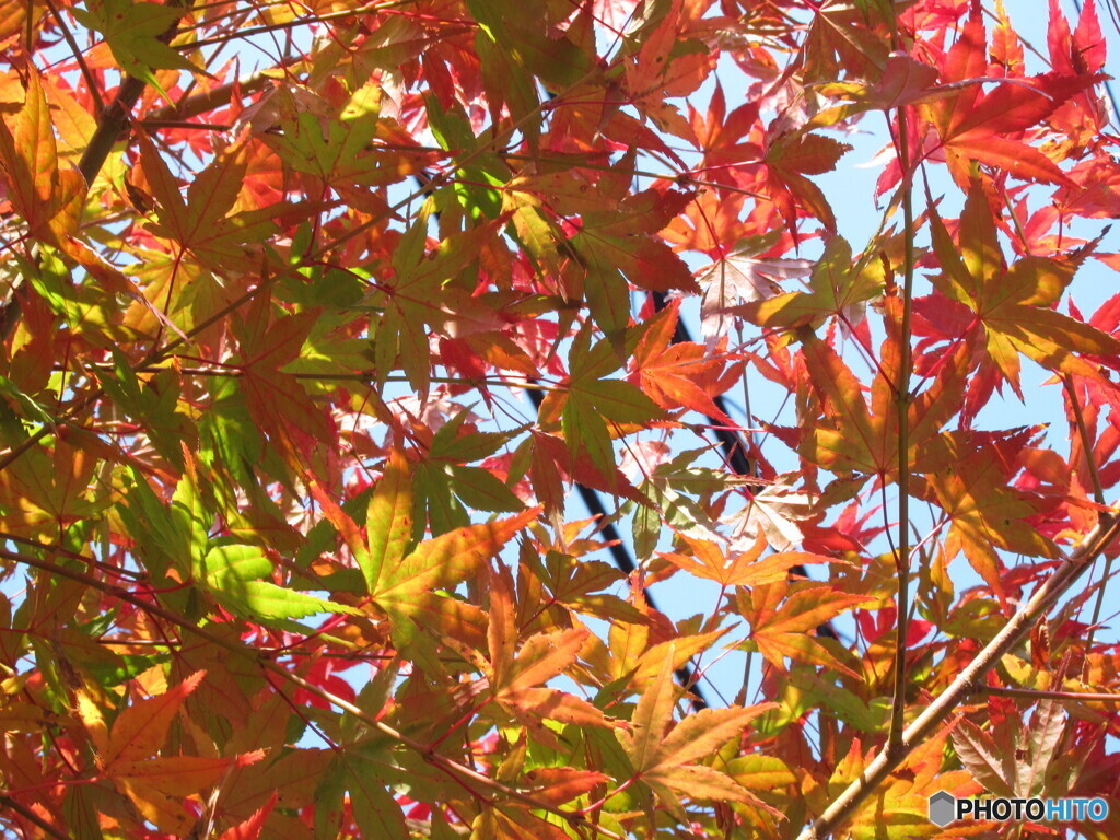 紅葉