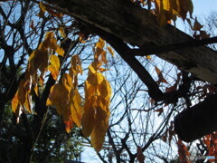 yellow wisteria leaves