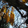 yellow wisteria leaves