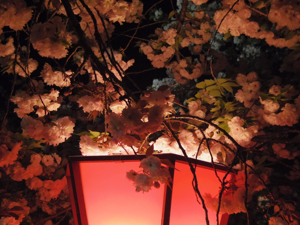 ぼんぼり桜　真っ盛り