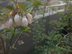 ブルーベリーの花 ブルーベリーの花