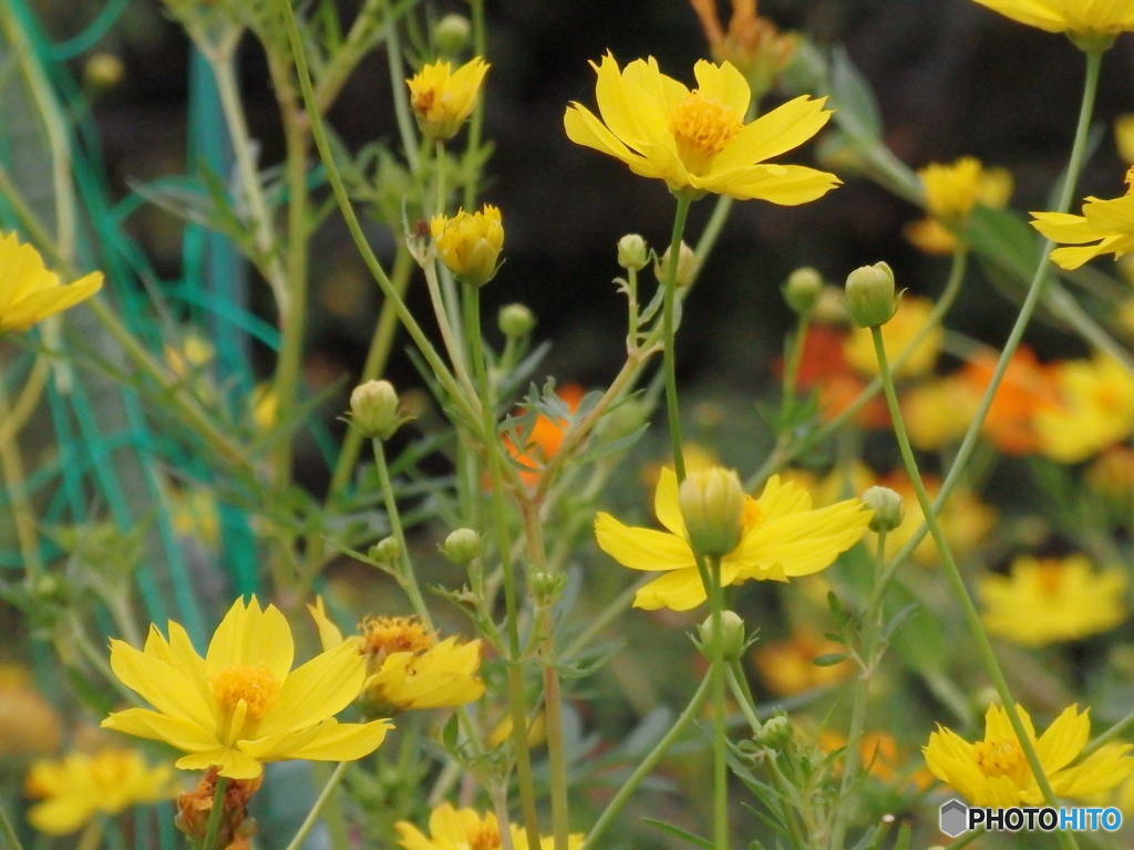 cosmos bright yellow