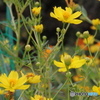 cosmos bright yellow