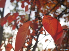 桜の紅葉