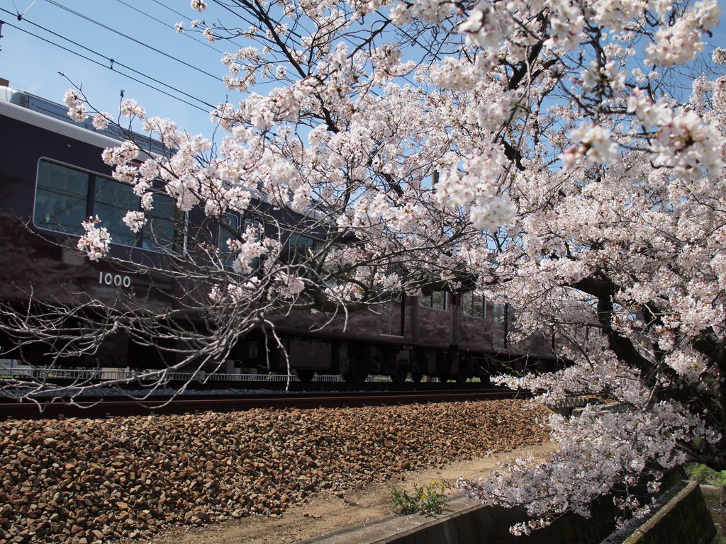 1000と桜