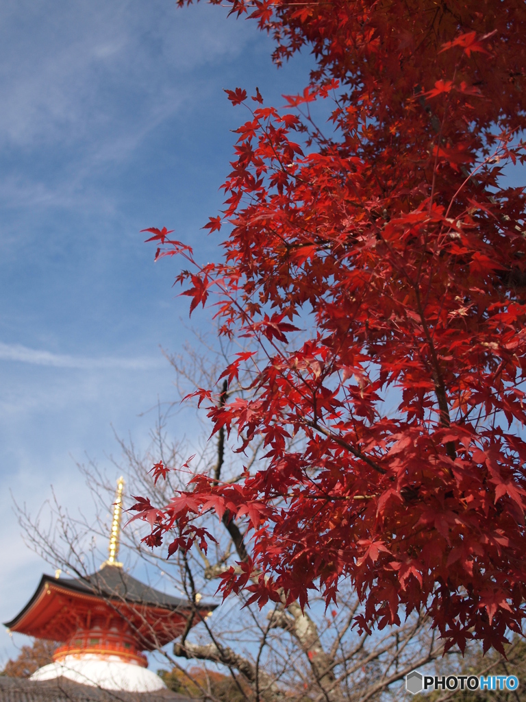 中山寺の紅葉と青空